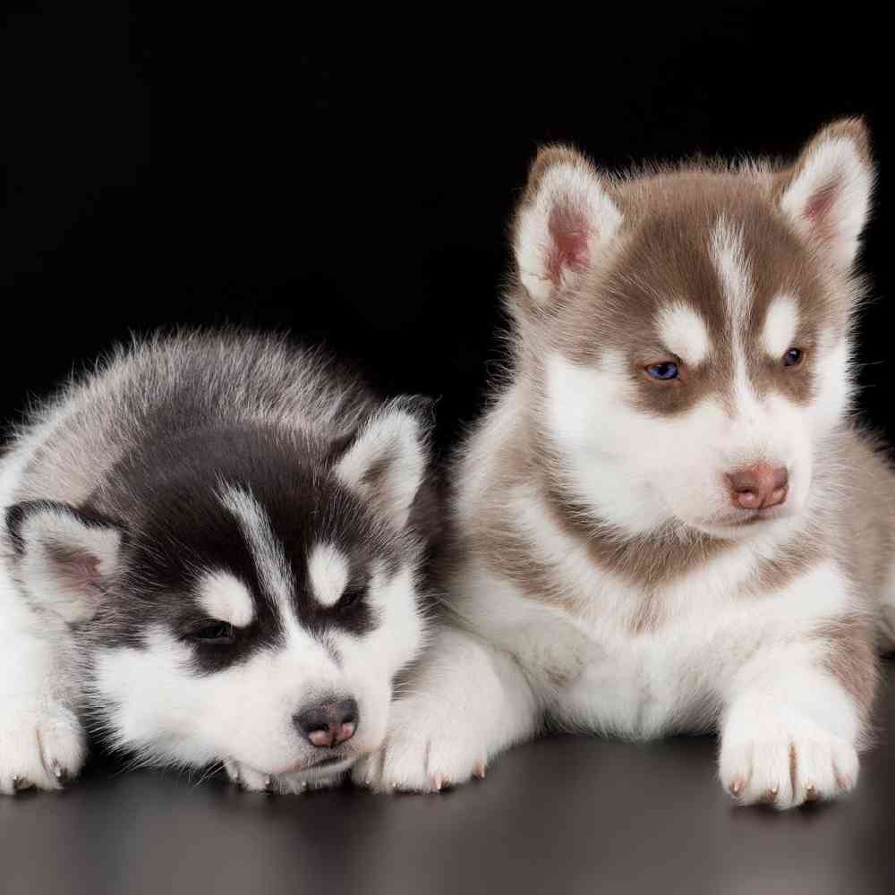 Husky dog-6.