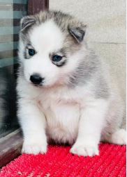 Husky dog-6.